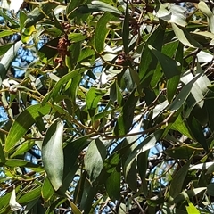 Acacia melanoxylon at Hume, ACT - 23 Nov 2024