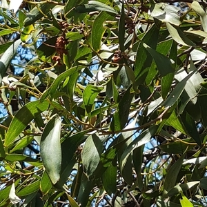 Acacia melanoxylon at Hume, ACT - 23 Nov 2024