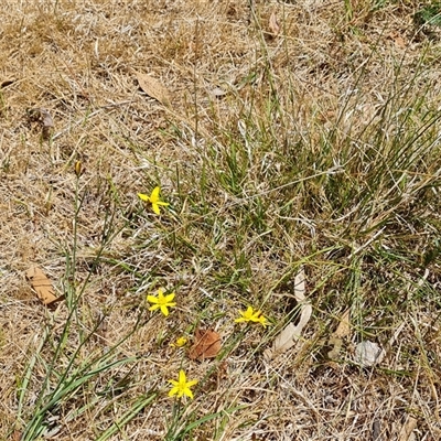 Tricoryne elatior (Yellow Rush Lily) at Hume, ACT - 23 Nov 2024 by Mike