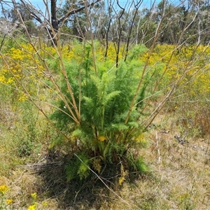 Foeniculum vulgare at Hume, ACT - 23 Nov 2024