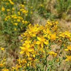 Hypericum perforatum (St John's Wort) at Hume, ACT - 23 Nov 2024 by Mike