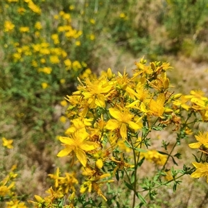 Hypericum perforatum at Hume, ACT - 23 Nov 2024