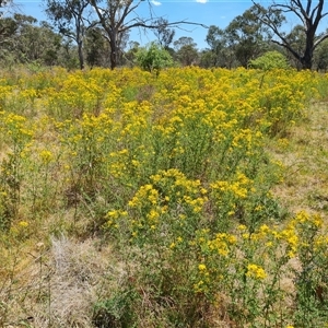 Hypericum perforatum at Hume, ACT - 23 Nov 2024