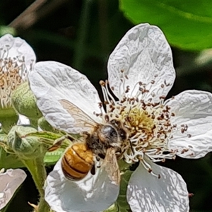 Apis mellifera (European honey bee) at Hume, ACT by Mike