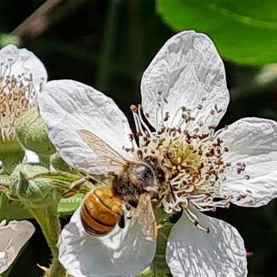 Apis mellifera at Hume, ACT - 23 Nov 2024 by Mike