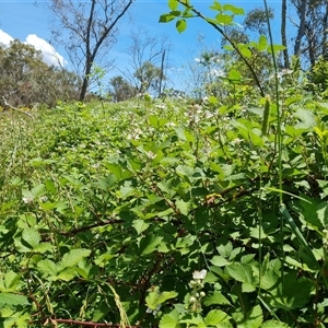 Rubus anglocandicans at Hume, ACT - 23 Nov 2024