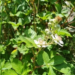 Rubus anglocandicans at Hume, ACT - 23 Nov 2024