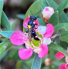 Exoneura sp. (genus) at Jerrabomberra, NSW - 23 Nov 2024 by SteveBorkowskis