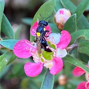 Hylaeus sp. (genus) at Jerrabomberra, NSW - 23 Nov 2024