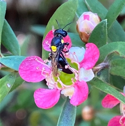 Exoneura sp. (genus) at Jerrabomberra, NSW - 23 Nov 2024 by SteveBorkowskis