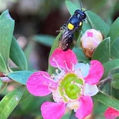 Hylaeus sp. (genus) at Jerrabomberra, NSW - suppressed