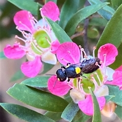 Hylaeus sp. (genus) at Jerrabomberra, NSW - 23 Nov 2024