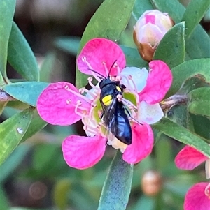 Hylaeus sp. (genus) at Jerrabomberra, NSW - 23 Nov 2024