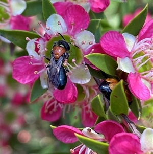 Callomelitta picta at Jerrabomberra, NSW by SteveBorkowskis