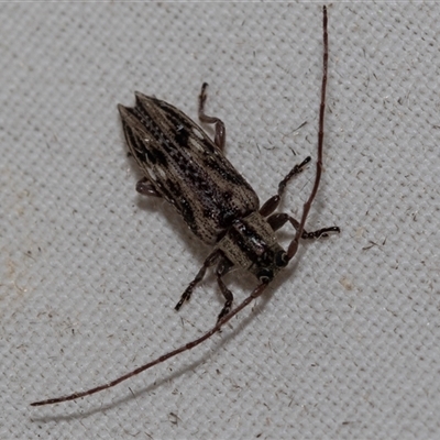 Unidentified Longhorn beetle (Cerambycidae) at Higgins, ACT - 21 Nov 2024 by AlisonMilton