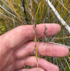 Lepidosperma laterale at Cotter River, ACT - 20 Nov 2024 by nathkay