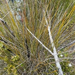 Machaerina gunnii at Cotter River, ACT - 20 Nov 2024