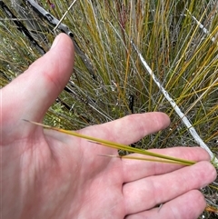 Machaerina gunnii at Cotter River, ACT - 20 Nov 2024