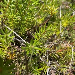 Grevillea sp. at Cotter River, ACT - 20 Nov 2024 by nathkay