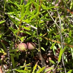 Persoonia chamaepeuce at Cotter River, ACT - 20 Nov 2024