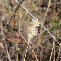 Rytidosperma sp. (Wallaby Grass) at Hawker, ACT - 23 Nov 2024 by sangio7