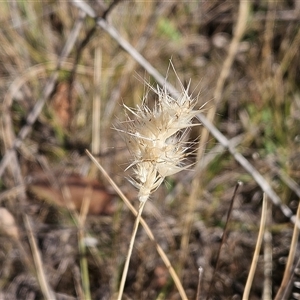 Rytidosperma sp. at Hawker, ACT - 23 Nov 2024 08:55 AM