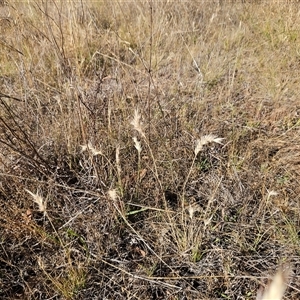 Rytidosperma sp. at Hawker, ACT - 23 Nov 2024