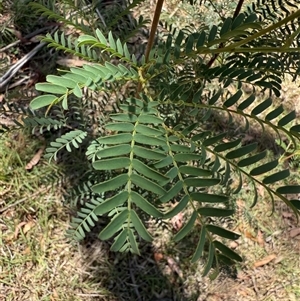 Acacia elata at Murrumbateman, NSW - 23 Nov 2024