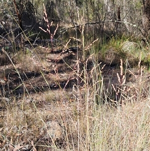 Poa sieberiana var. sieberiana at Hawker, ACT - 23 Nov 2024