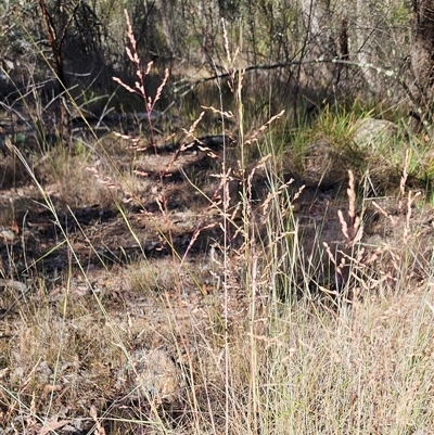 Poa sieberiana var. sieberiana (Snowgrass) at Hawker, ACT - 23 Nov 2024 by sangio7