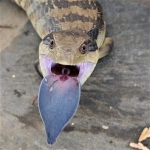 Tiliqua scincoides scincoides (Eastern Blue-tongue) at Braidwood, NSW by MatthewFrawley