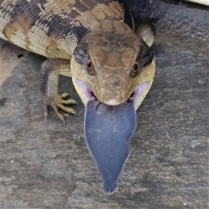 Tiliqua scincoides scincoides at Braidwood, NSW - 23 Nov 2024