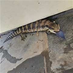 Tiliqua scincoides scincoides at Braidwood, NSW - 23 Nov 2024