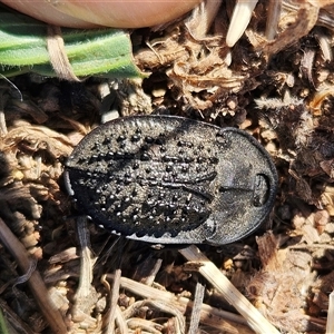 Helea ovata (Pie-dish beetle) at Hawker, ACT by sangio7