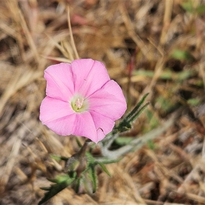 Convolvulus angustissimus subsp. angustissimus (Australian Bindweed) at Hawker, ACT - 22 Nov 2024 by sangio7