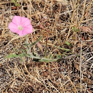 Convolvulus angustissimus subsp. angustissimus at Hawker, ACT - 23 Nov 2024 09:21 AM