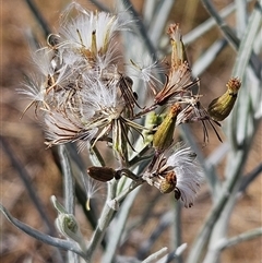 Senecio quadridentatus (Cotton Fireweed) at Hawker, ACT - 23 Nov 2024 by sangio7