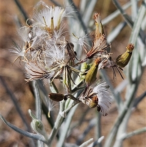 Senecio quadridentatus at Hawker, ACT - 23 Nov 2024