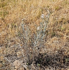 Senecio quadridentatus at Hawker, ACT - 23 Nov 2024