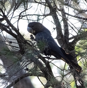 Calyptorhynchus lathami lathami at Penrose, NSW - 18 Jan 2021