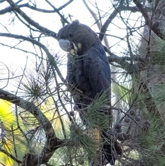 Calyptorhynchus lathami lathami at Penrose, NSW - suppressed