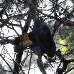 Calyptorhynchus lathami lathami at Penrose, NSW - 18 Jan 2021