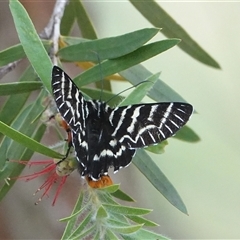 Comocrus behri (Mistletoe Day Moth) at Hall, ACT - 22 Nov 2024 by Anna123