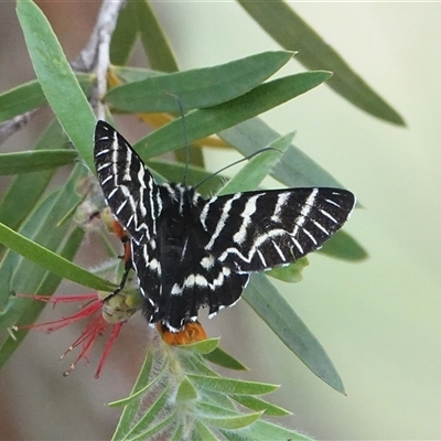 Comocrus behri (Mistletoe Day Moth) at Hall, ACT - 22 Nov 2024 by Anna123