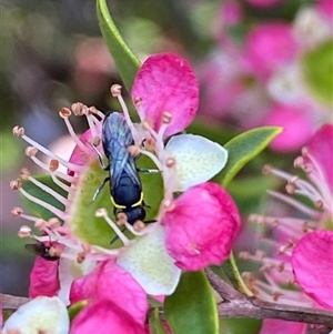 Hylaeus (Gnathoprosopoides) bituberculatus (Hylaeine colletid bee) at Jerrabomberra, NSW by SteveBorkowskis