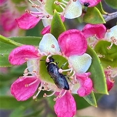 Hylaeus (Gnathoprosopoides) bituberculatus at suppressed - 23 Nov 2024