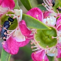 Hylaeus (Gnathoprosopoides) bituberculatus at suppressed - 23 Nov 2024