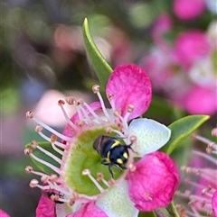 Hylaeus (Gnathoprosopoides) bituberculatus at suppressed - 23 Nov 2024