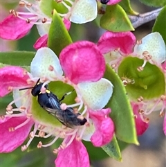 Hylaeus (Gnathoprosopoides) bituberculatus at suppressed - 23 Nov 2024