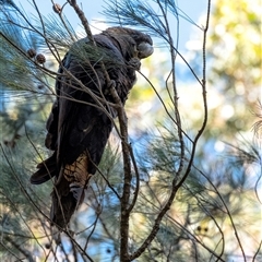 Calyptorhynchus lathami lathami (Glossy Black-Cockatoo) at Penrose, NSW - 11 Apr 2021 by Aussiegall